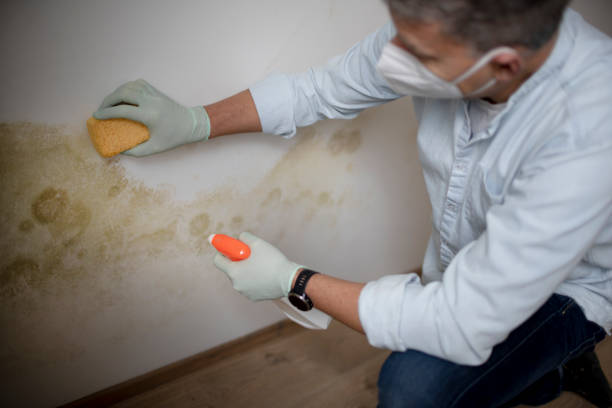 Best Same-Day Mold Removal  in Graysville, TN