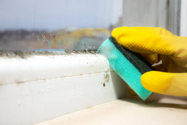 Best Mold Testing  in Graysville, TN