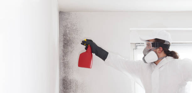 Best Home Mold Removal  in Graysville, TN