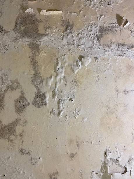 Best Affordable Mold Removal  in Graysville, TN