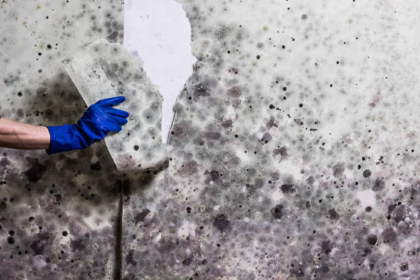 Best Attic Mold Removal  in Graysville, TN