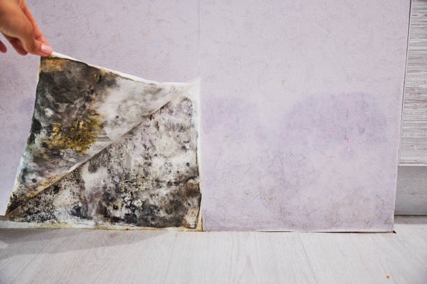 Best Commercial Mold Removal  in Graysville, TN